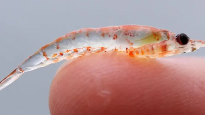 El krill El krill