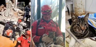 Rescate del gato de una víctima en el derrumbe del hotel Dubrovnik
