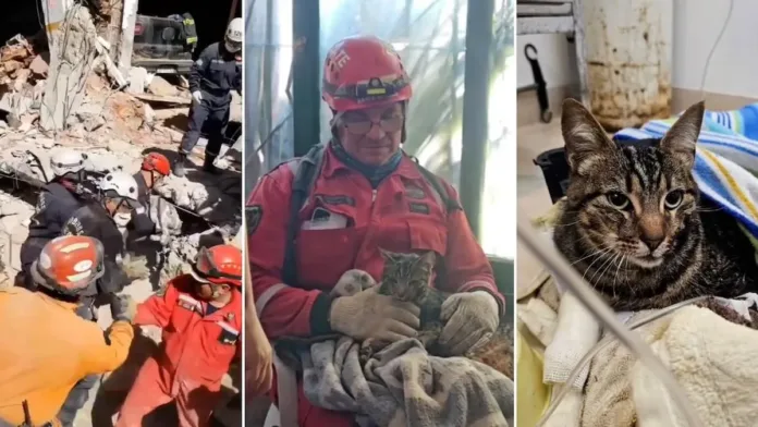 Rescate del gato de una víctima en el derrumbe del hotel Dubrovnik Rescate del gato de una víctima en el derrumbe del hotel Dubrovnik