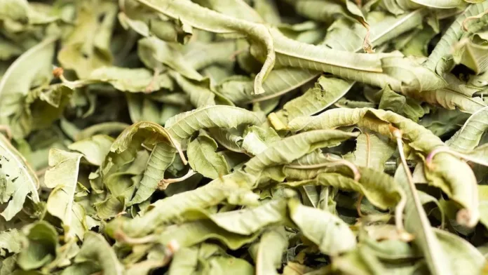 Descubre cómo la planta que alivia la inflamación combate el estrés. Descubre cómo la planta que alivia la inflamación combate el estrés.