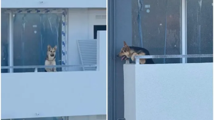 Emotivo rescate de un perrito deshidratado atrapado en un balcón en construcción. Emotivo rescate de un perrito deshidratado atrapado en un balcón en construcción.