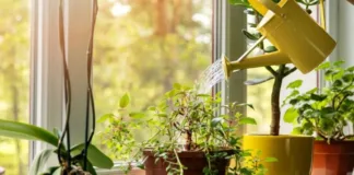 Descubre el secreto de los jardineros para plantas sanas y radiantes.