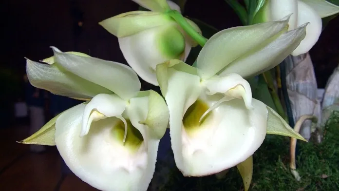 Descubre la planta que dispara polen y embellece tu sala con su exótica belleza. Descubre la planta que dispara polen y embellece tu sala con su exótica belleza.