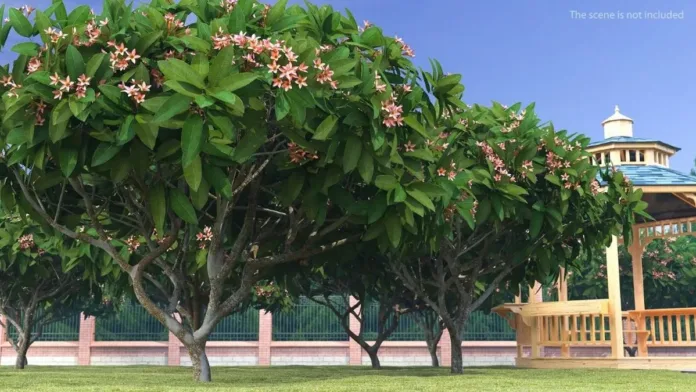 Descubre el árbol tropical ideal para embellecer tu jardín este verano. Descubre el árbol tropical ideal para embellecer tu jardín este verano.