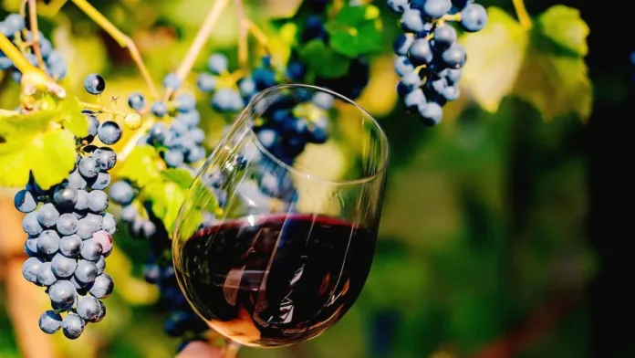 El vino chileno que triunfó en 2024: precio y dónde adquirirlo. El vino chileno que triunfó en 2024: precio y dónde adquirirlo.