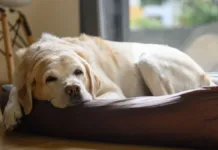 Descubre a qué edad los perros son considerados mayores según la ciencia.
