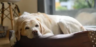 Descubre a qué edad los perros son considerados mayores según la ciencia.