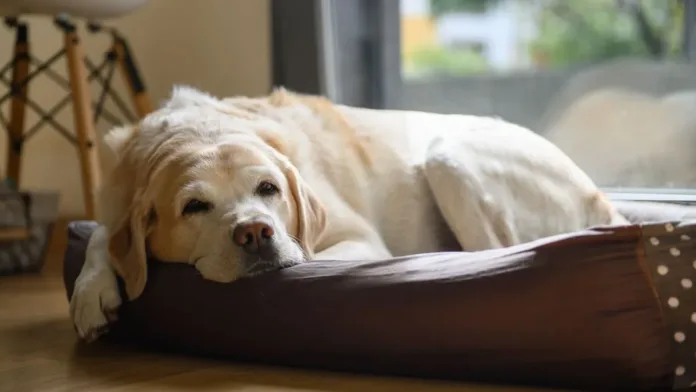Descubre a qué edad los perros son considerados mayores según la ciencia. Descubre a qué edad los perros son considerados mayores según la ciencia.