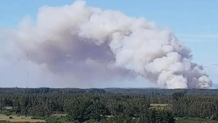 Alerta roja en Los Álamos: evacuan sector por incendio forestal. Alerta roja en Los Álamos: evacuan sector por incendio forestal.