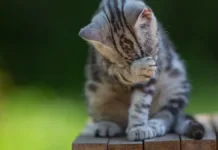 Retiro de Northwest Naturals: Alimento para gatos vinculado a la gripe aviar.
