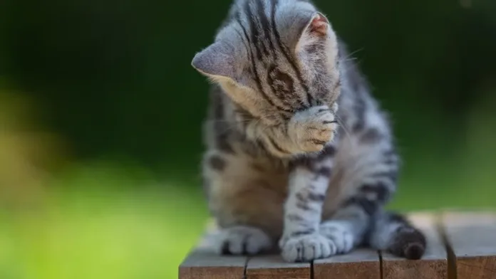 Retiro de Northwest Naturals: Alimento para gatos vinculado a la gripe aviar. Retiro de Northwest Naturals: Alimento para gatos vinculado a la gripe aviar.