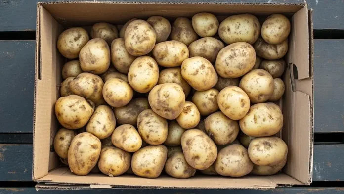 Descubre cómo almacenar papas correctamente para prolongar su frescura. Descubre cómo almacenar papas correctamente para prolongar su frescura.