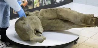Mamut bebé de 50