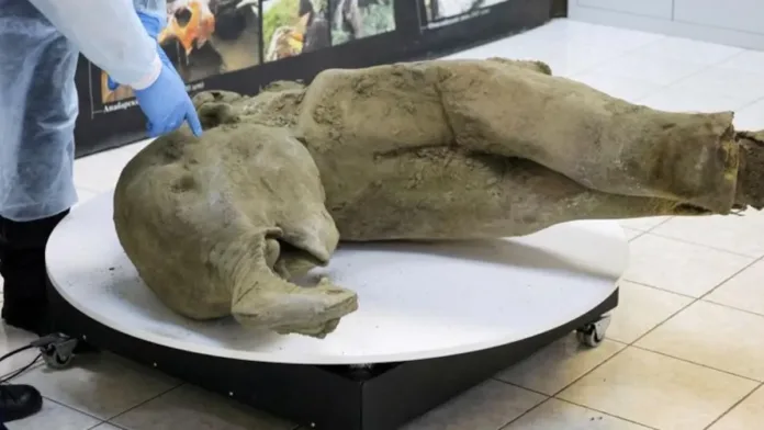 Mamut bebé de 50 Mamut bebé de 50