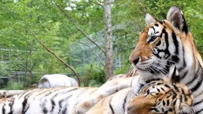 La gripe aviar afecta a grandes felinos en un santuario de Washington. La gripe aviar afecta a grandes felinos en un santuario de Washington.