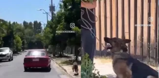 Denuncian brutal maltrato animal en Coinco: perro arrastrado por un auto.