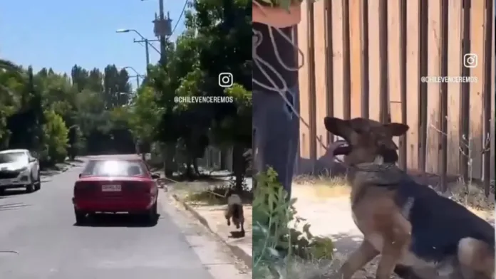 Denuncian brutal maltrato animal en Coinco: perro arrastrado por un auto.