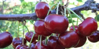 Productores de Valparaíso innovan con el cultivo de cerezos en su región.