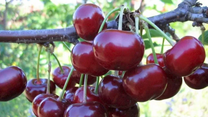 Productores de Valparaíso innovan con el cultivo de cerezos en su región. Productores de Valparaíso innovan con el cultivo de cerezos en su región.