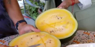 Descubre las refrescantes sandías amarillas de Paine