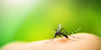 Crea un efectivo protector casero contra mosquitos de forma segura y sencilla.