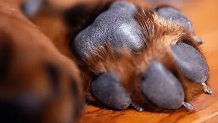 Un perro víctima de maltrato en Lonquén Un perro víctima de maltrato en Lonquén