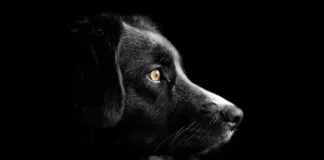 Maltrato animal en Puerto Montt: casos impactantes de violencia en Alerce.