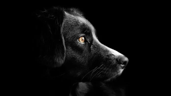Maltrato animal en Puerto Montt: casos impactantes de violencia en Alerce. Maltrato animal en Puerto Montt: casos impactantes de violencia en Alerce.