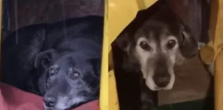 Acusados de matar a dos perros en Valdivia aceptan juicio abreviado.