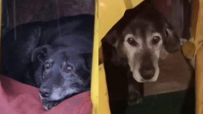 Acusados de matar a dos perros en Valdivia aceptan juicio abreviado. Acusados de matar a dos perros en Valdivia aceptan juicio abreviado.