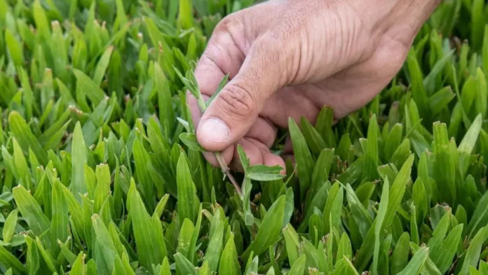 Descubre el secreto de los jardineros para un césped siempre verde y saludable. Descubre el secreto de los jardineros para un césped siempre verde y saludable.