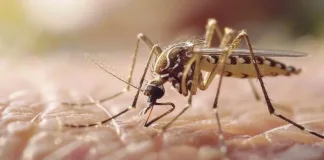Dengue en verano: estabilidad en Argentina y aumento de casos en Brasil.