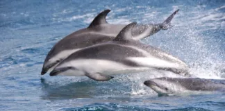 Distancia segura para observar ballenas en Chile: 300 metros sin multas.