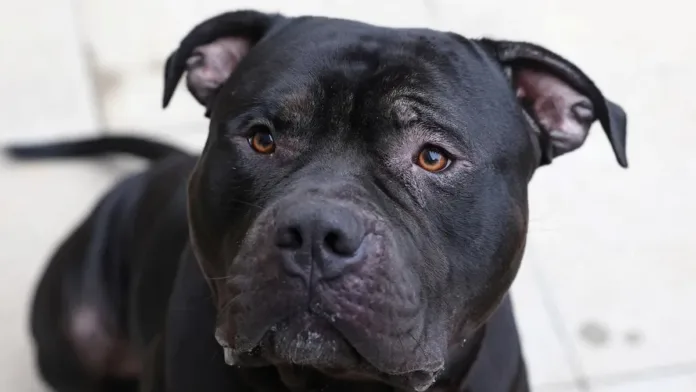 Descubre las razas de perro prohibidas en 2025 y su impacto global. Descubre las razas de perro prohibidas en 2025 y su impacto global.