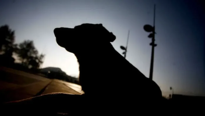 Diputada exige reformas a la Ley Cholito tras alarmantes mordeduras de perros. Diputada exige reformas a la Ley Cholito tras alarmantes mordeduras de perros.