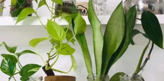 Descubre cómo cuidar tus plantas en vacaciones con hilo y agua.