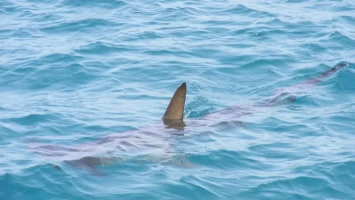 Tragedia en el Mar Rojo: un ataque de tiburón cobra la vida de un bañista. Tragedia en el Mar Rojo: un ataque de tiburón cobra la vida de un bañista.