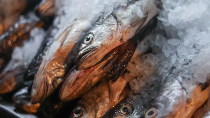 Minsal advierte sobre precauciones al adquirir mariscos en temperaturas extremas. Minsal advierte sobre precauciones al adquirir mariscos en temperaturas extremas.