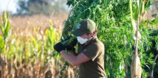 Personal del OS7 de Carabineros llevó a cabo un operativo antidrogas en Ñuble, incautando más de 1.300 plantas de marihuana en Pemuco.