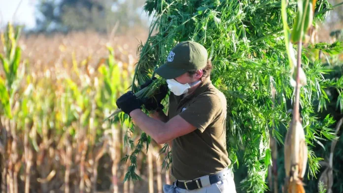 Personal del OS7 de Carabineros llevó a cabo un operativo antidrogas en Ñuble, incautando más de 1.300 plantas de marihuana en Pemuco. Personal del OS7 de Carabineros llevó a cabo un operativo antidrogas en Ñuble, incautando más de 1.300 plantas de marihuana en Pemuco.