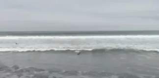 Greenpeace urge a legislar para proteger nuestras costas de marejadas peligrosas.