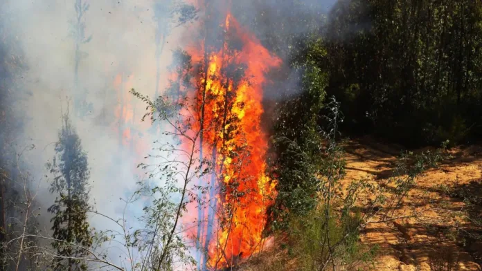 Identifican al autor del incendio que causó la muerte de tres brigadistas en Los Sauces. Identifican al autor del incendio que causó la muerte de tres brigadistas en Los Sauces.