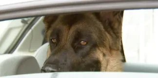 Conductor olvidó a su perro en el auto en El Tabo; vecinos alertaron a seguridad.