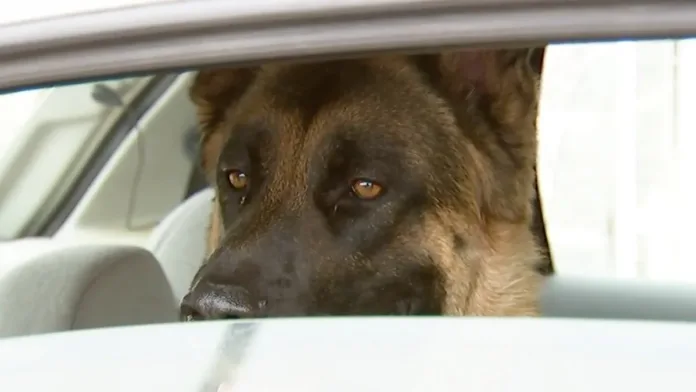 Conductor olvidó a su perro en el auto en El Tabo; vecinos alertaron a seguridad. Conductor olvidó a su perro en el auto en El Tabo; vecinos alertaron a seguridad.