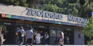 Evacuación en el zoológico tras incidente en la jaula de chimpancés.