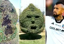 El arbusto de Arturo Vidal en Talcahuano