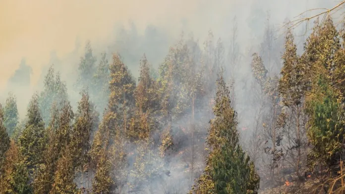 Corma: 55% de incendios forestales en Bío Bío son provocados intencionalmente. Corma: 55% de incendios forestales en Bío Bío son provocados intencionalmente.