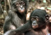 Monos demuestran habilidades cognitivas antes solo atribuidas a humanos.