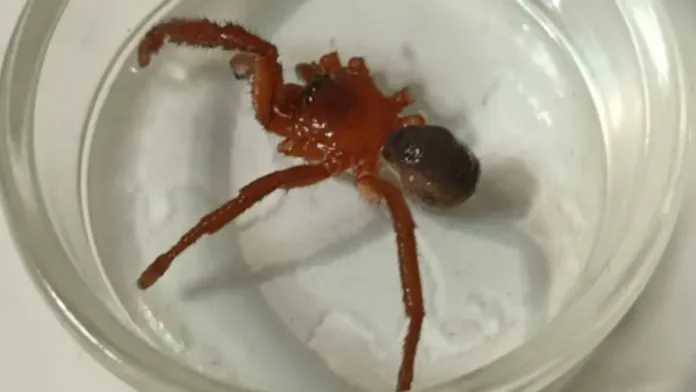 Nueva especie de araña venenosa descubierta en Talca Nueva especie de araña venenosa descubierta en Talca