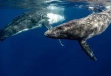 El canto de las ballenas revela similitudes con el lenguaje humano